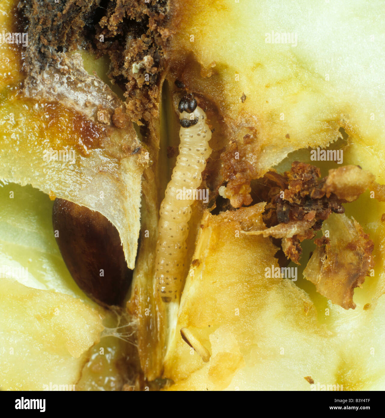 Carpocapsa del melo Cydia pomonella caterpillar in apple danneggiato la frutta Foto Stock