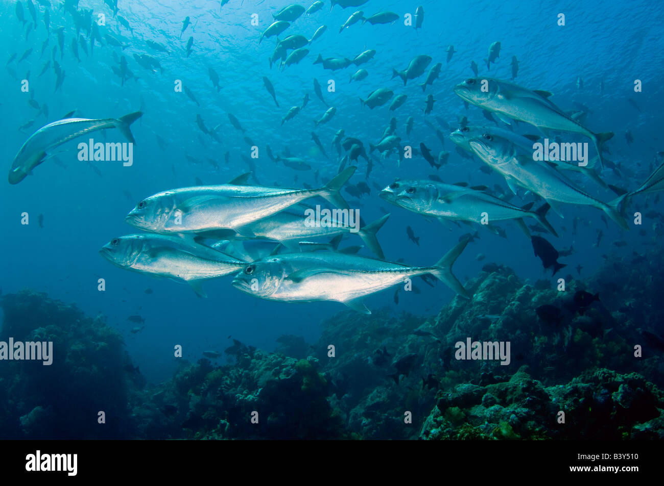 Big Eye carangidi Caranx sexfasciatus nel Parco Nazionale di Komodo Indonesia Foto Stock