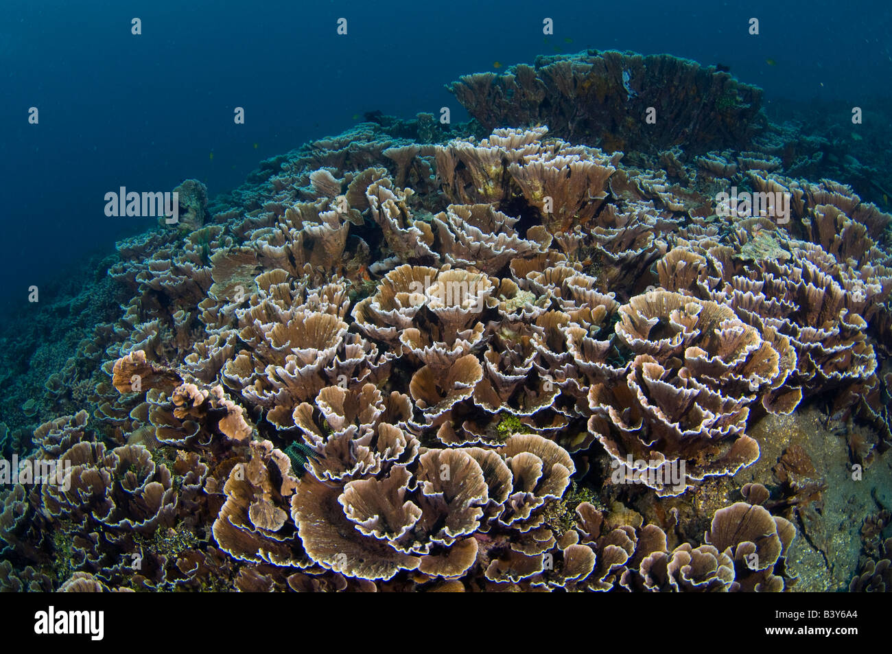 Coral Reef nello stretto di Lembeh Indonesia Foto Stock