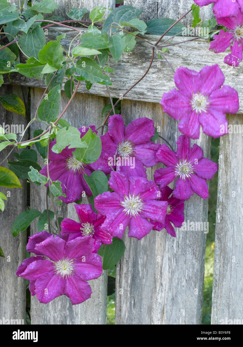 Viola la clematide crescente sul recinto spiovente Foto Stock