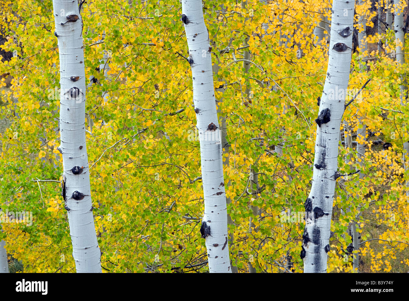 Aspens trunk e caduta foglie colorate Grand Teton National Park WY Foto Stock