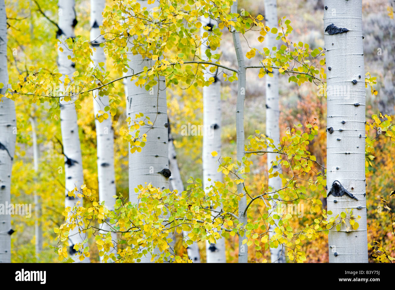Aspens trunk e caduta foglie colorate Grand Teton National Park WY Foto Stock