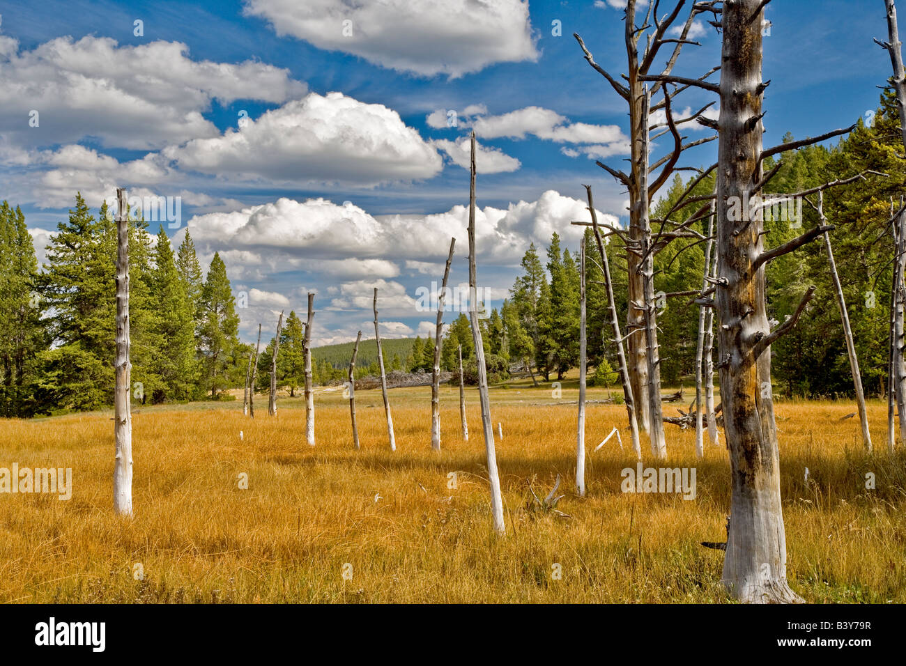 Gli alberi morti Bobbysocks alberi con puffy nuvole bianche il Parco Nazionale di Yellowstone WY Foto Stock