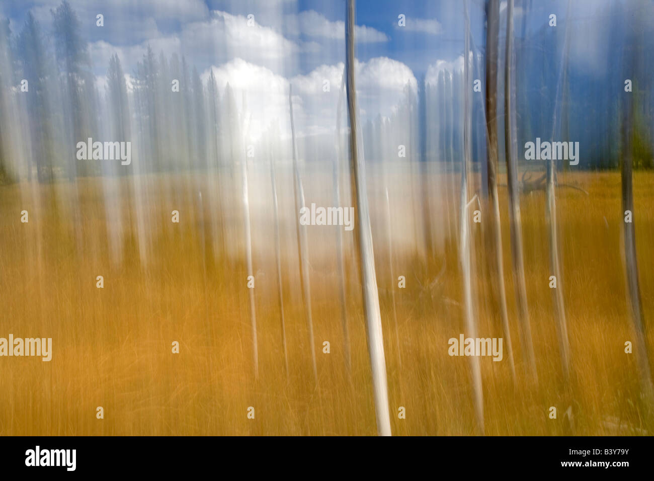 Gli alberi morti Bobbysocks alberi con puffy nuvole bianche il Parco Nazionale di Yellowstone WY Foto Stock