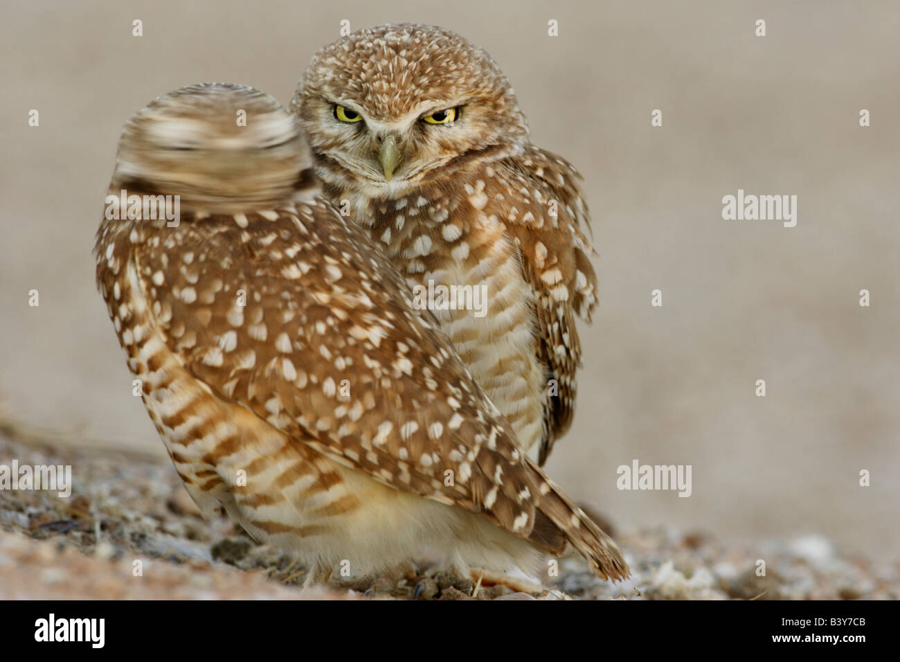 Stati Uniti d'America, Arizona, Phoenix. Uno della coppia di scavando gufi gira la testa al di fuori della loro burrow nido. Foto Stock
