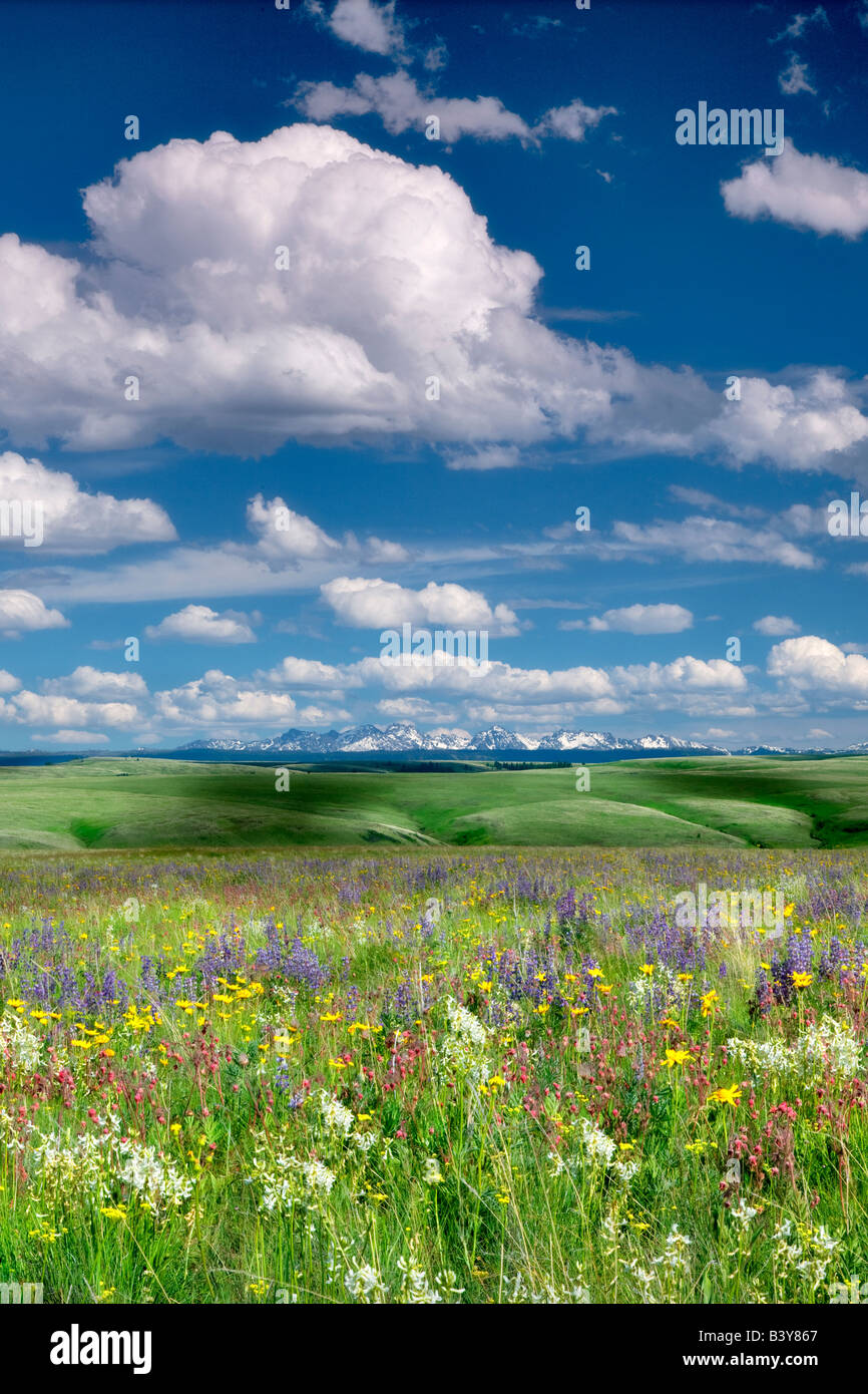 Fiori di campo su Zumwalt Prairie con sette demoni montagne ID Foto Stock