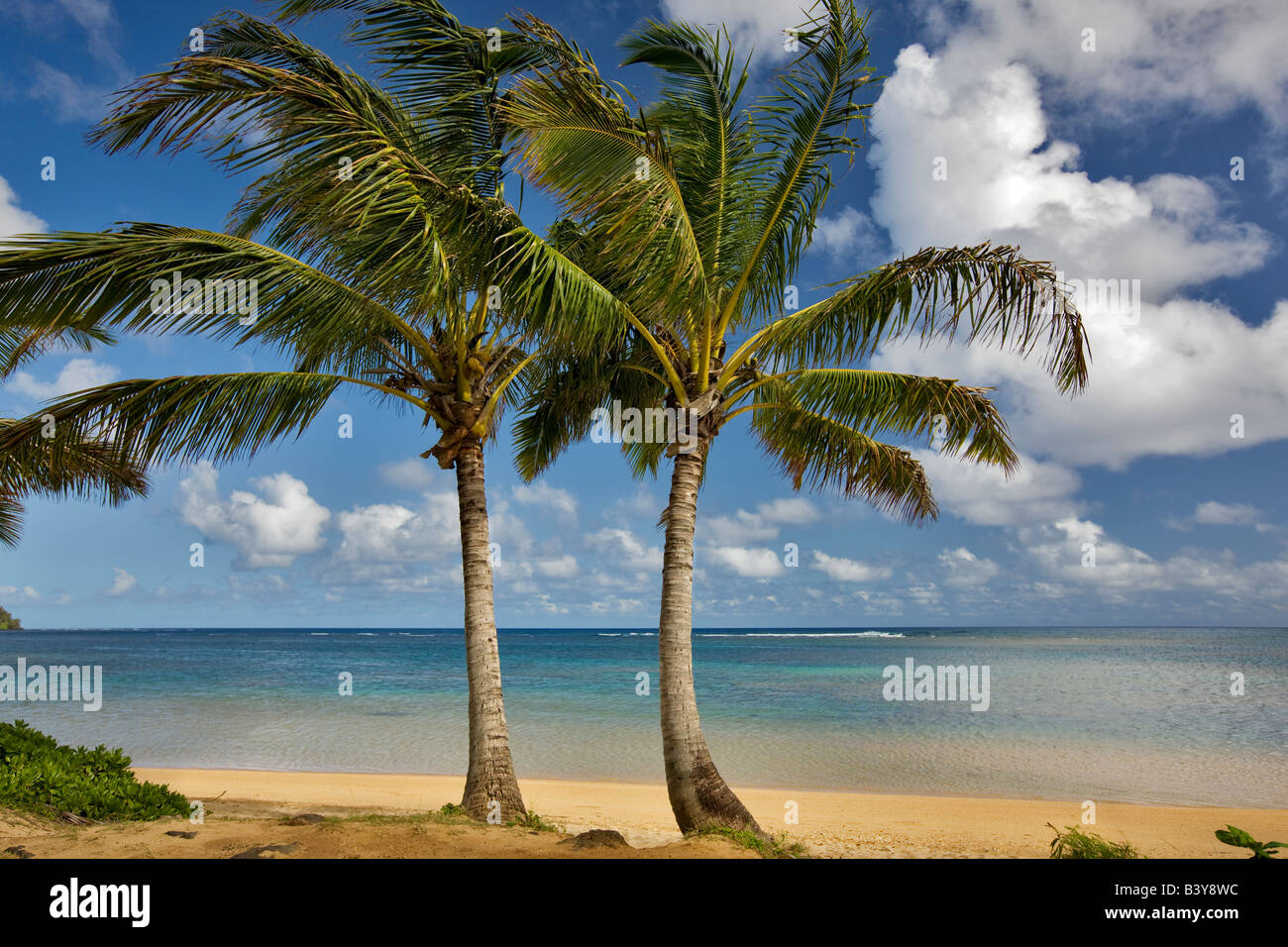 Due palme Anini Beach Kauai Hawaii Foto Stock