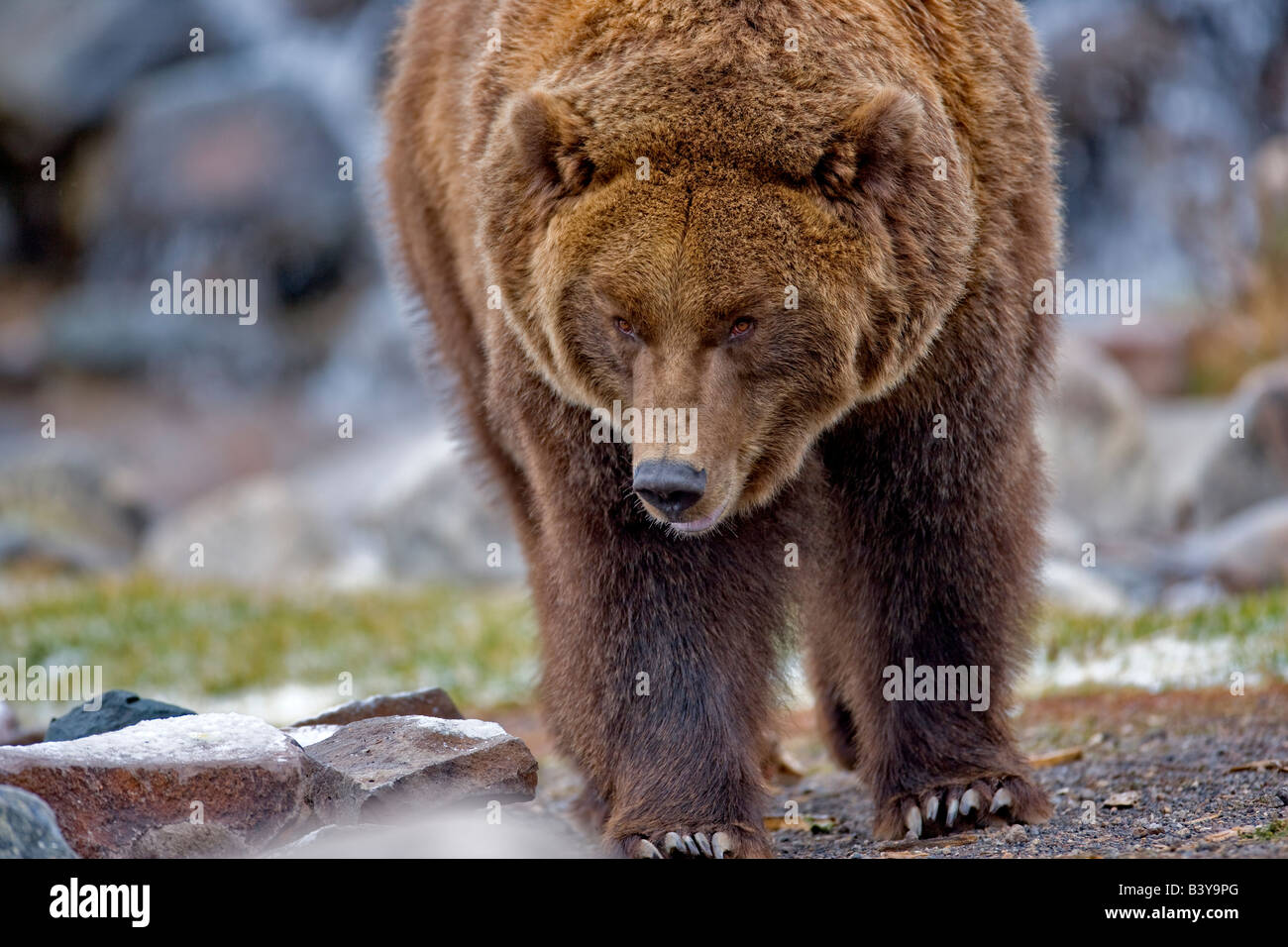 Orso grizzly a Grizzly e Wolf Centre West Yellowstone Montana Foto Stock