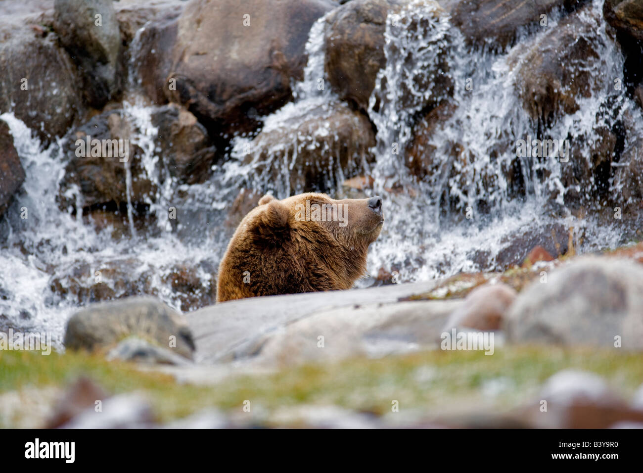 Orso grizzly a Grizzly e Wolf Centre West Yellowstone Montana Foto Stock