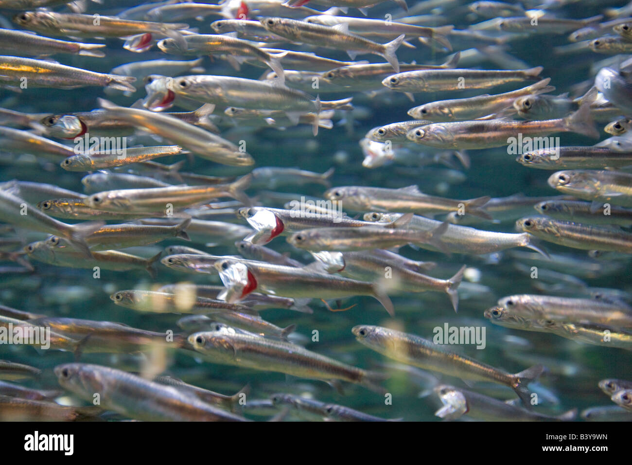 Northern Acciuga Acciuga Engraulis Oregon Coast Aquarium Newport Oregon Foto Stock