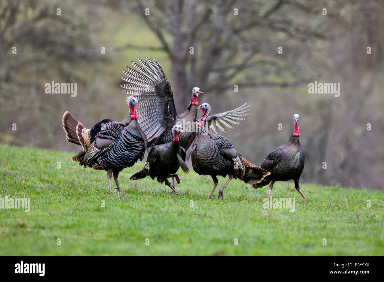 Il tacchino selvatico cercando di mate Wildlife Safari Winston Oregon Foto Stock