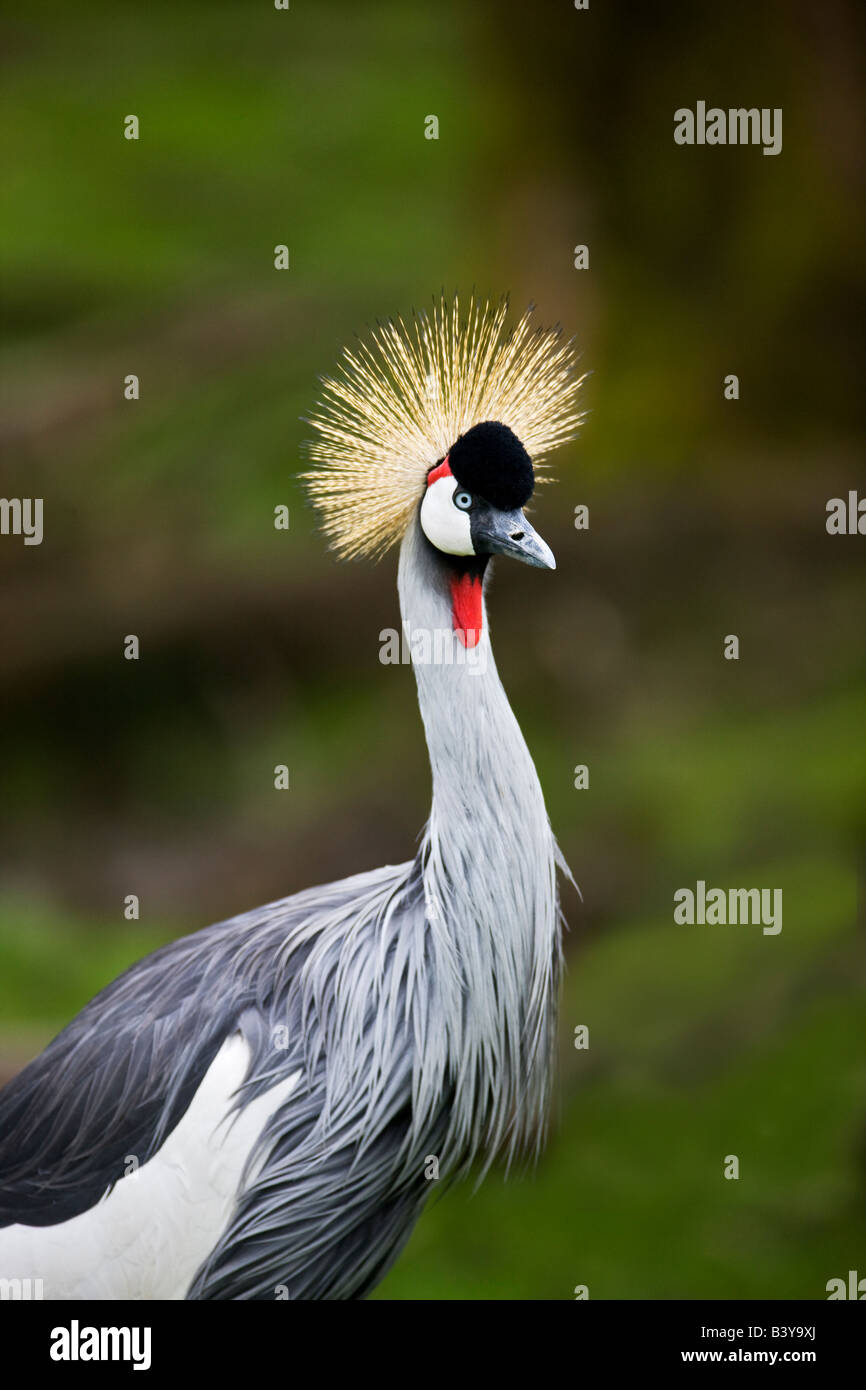 East African Crown Crane wildlife Safari Winston Oregon Foto Stock