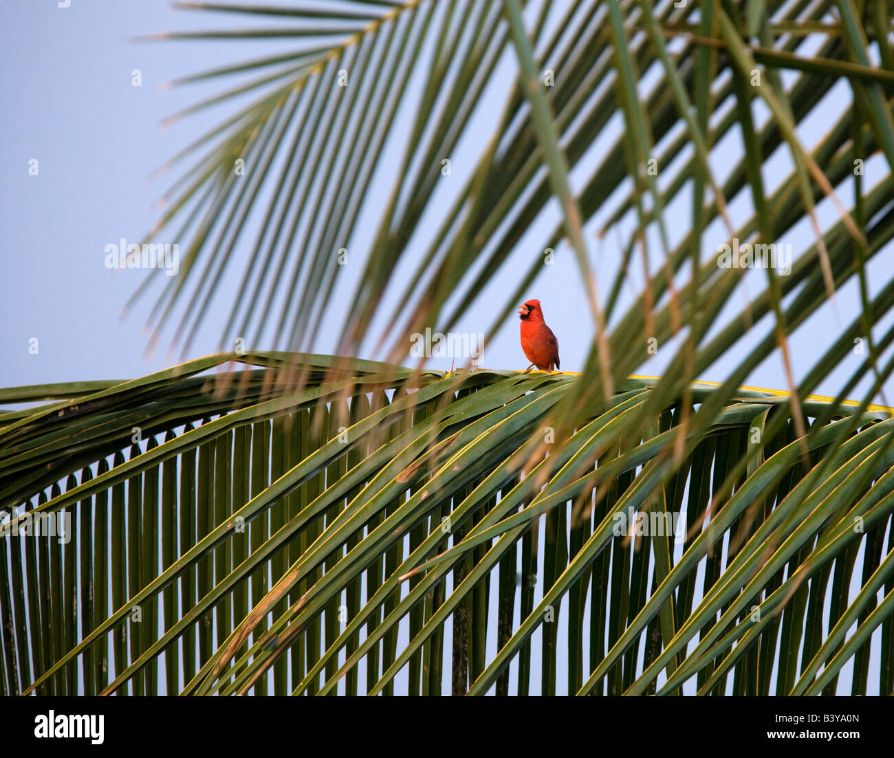 Il Cardinale settentrionale in Palm tree Kauai Hawaii Foto Stock