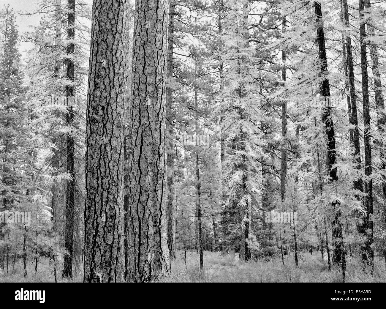 Ponderosa Pine e Tamarack in autunno a colori nei pressi di Sorelle Oregon Foto Stock