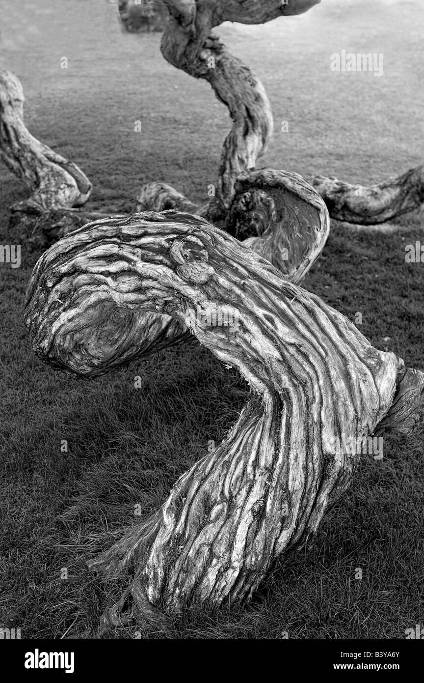 Meloluca Nuova Zelanda tea tree nel parco in Santa Monica California Foto Stock
