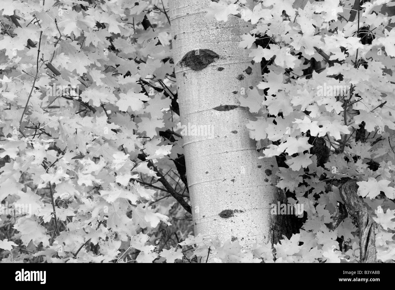 Rocky Mountain acero con aspen trunk in autunno a colori Targhee National Forest Idaho Foto Stock