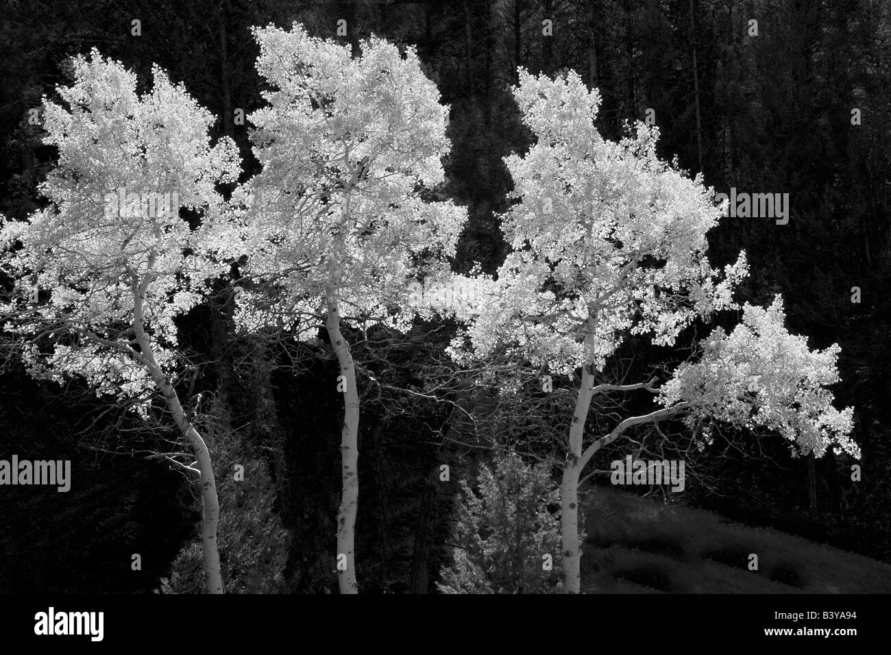 Caduta di aspen colorati alberi Parco Nazionale di Yellowstone WY Foto Stock