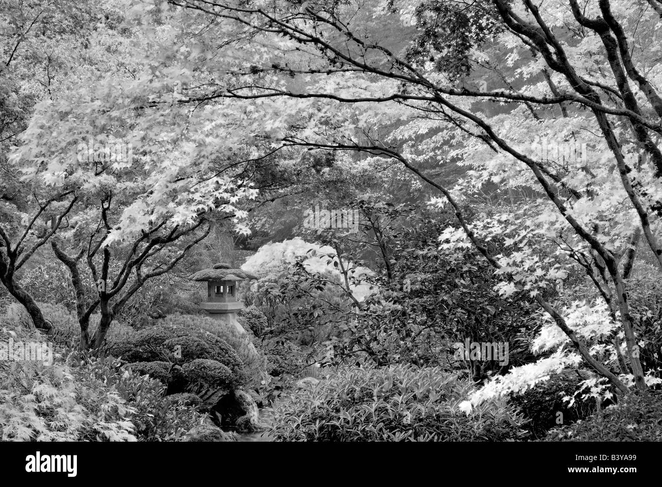 Caduta colorate aceri giapponesi Portland Giardini Giapponesi Portland Oregon Foto Stock