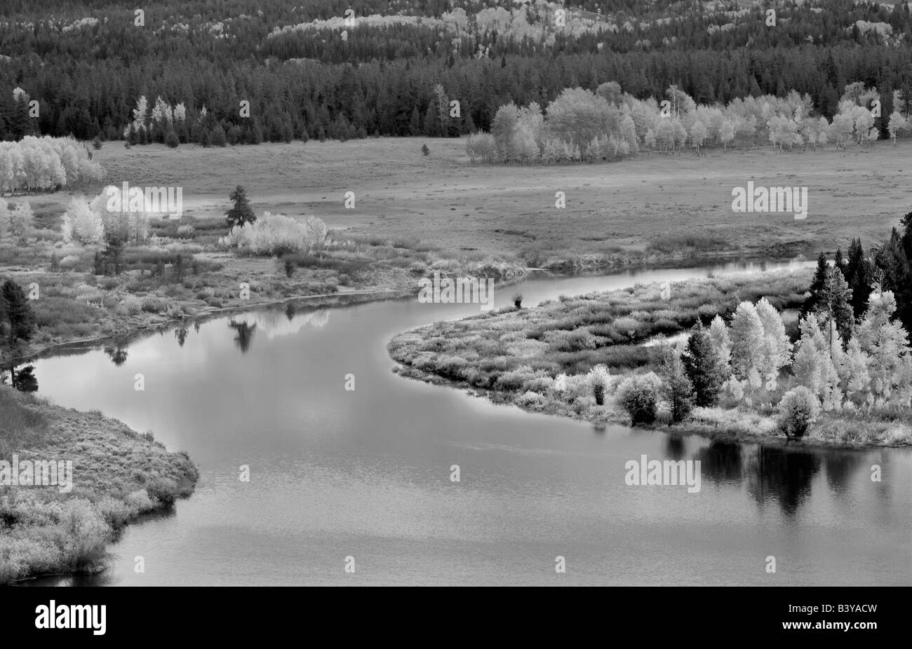 Pioppi neri americani e aspen alberi riflessa nel fiume Snake lanca a piegare il Parco Nazionale del Grand Teton WY Foto Stock