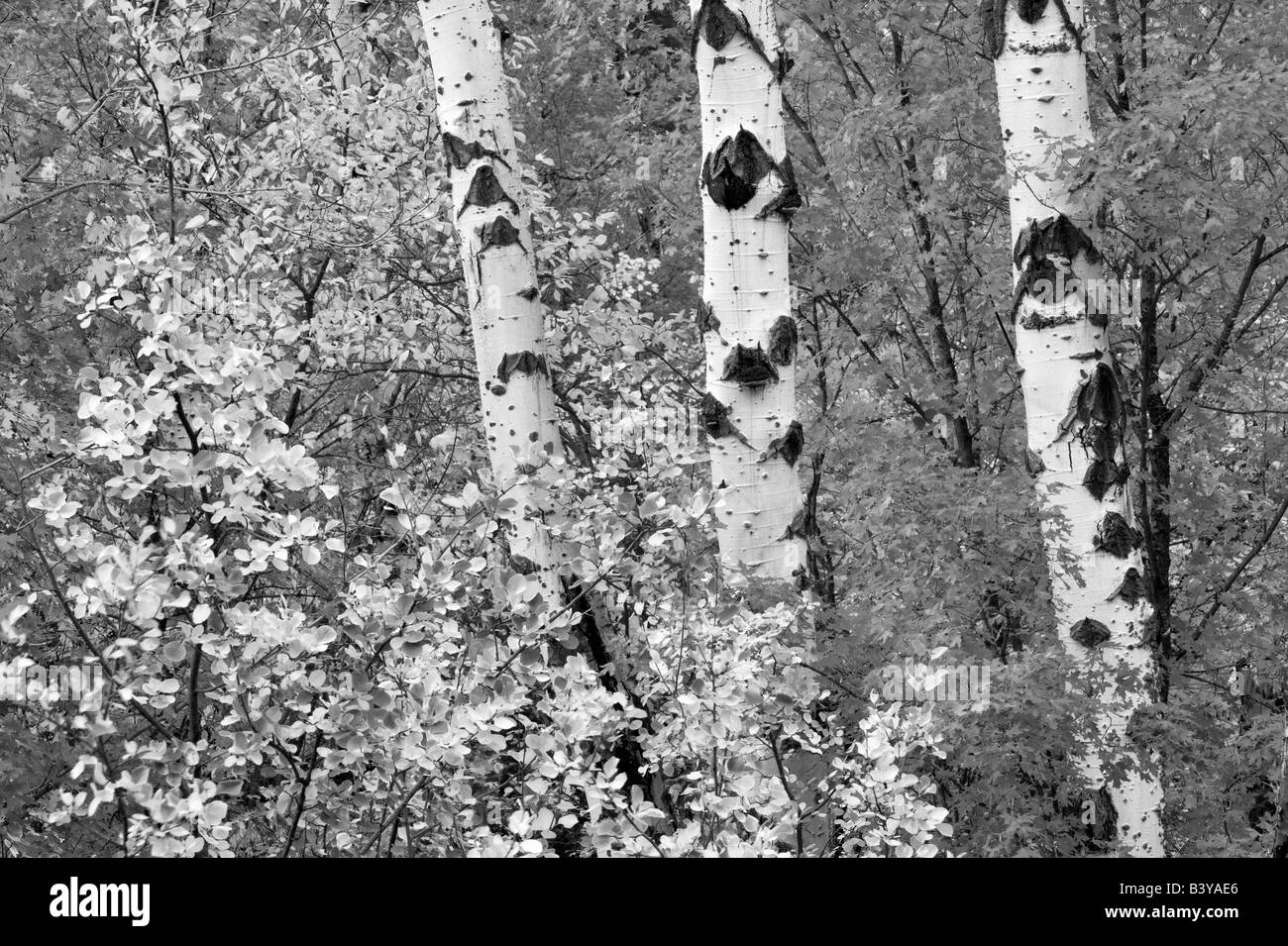 Con varietà miste di alberi di acero con aspens in autunno a colori Targhee National Forest Idaho Foto Stock