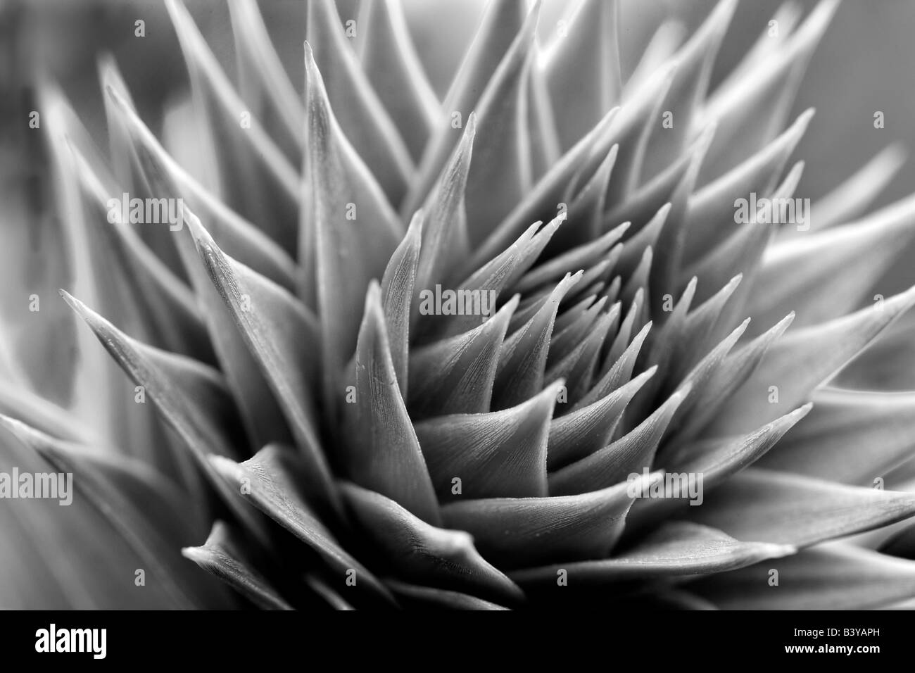 Monkey Puzzle punta ad albero Araucaria acaucana Oregon Foto Stock