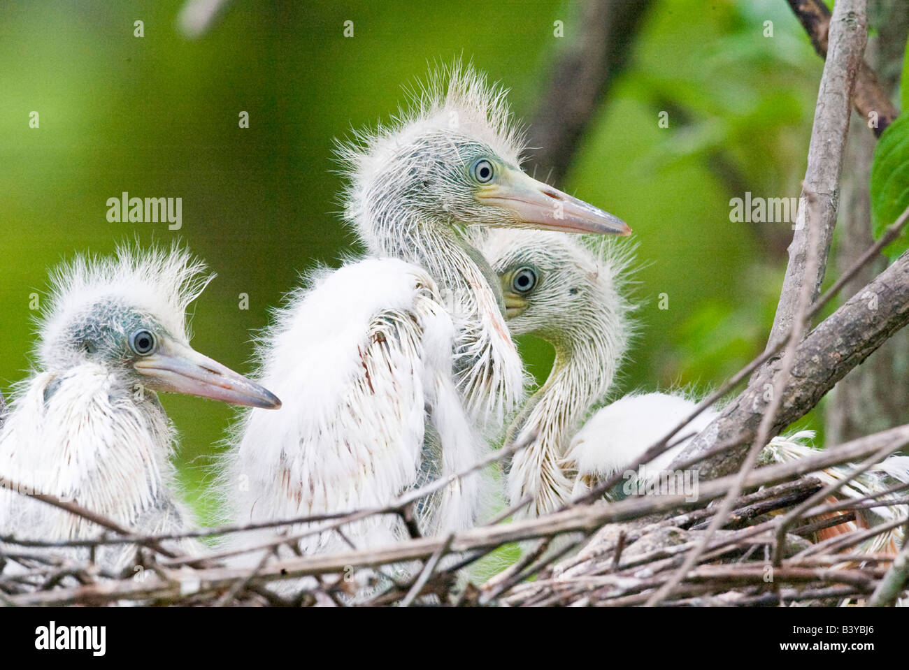 Stati Uniti d'America, Florida Everglades National Park. Piccolo airone cenerino pulcini nel nido. Foto Stock