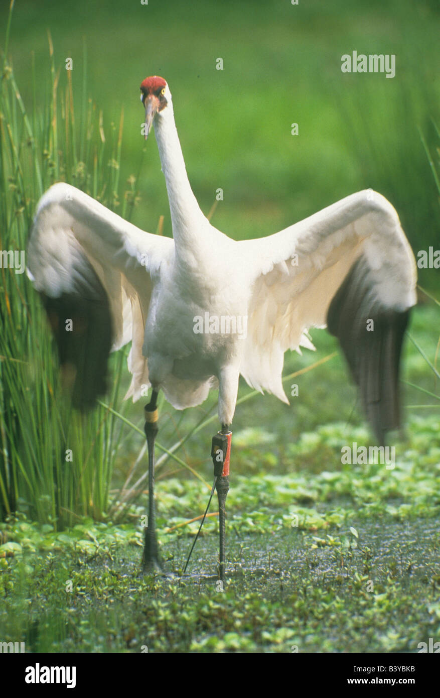 Stati Uniti d'America, Florida, Lago di Kissimmee. Pertosse in pericolo la gru con il dispositivo di tracciamento sulla gamba. Foto Stock