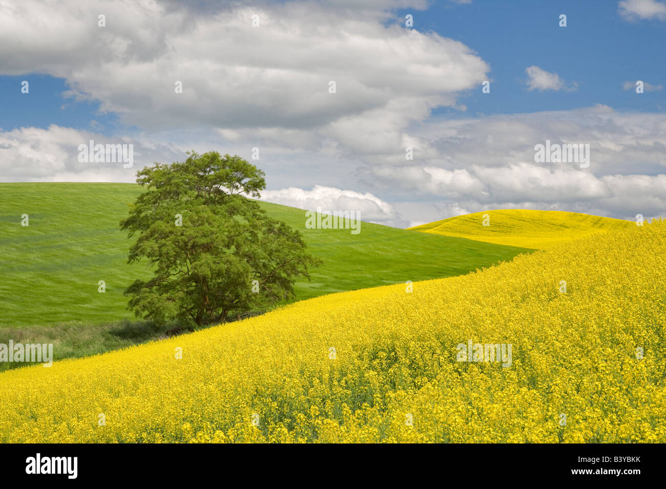 La Canola giallo e campo di grano in primavera. Il Palouse, Washington Foto Stock