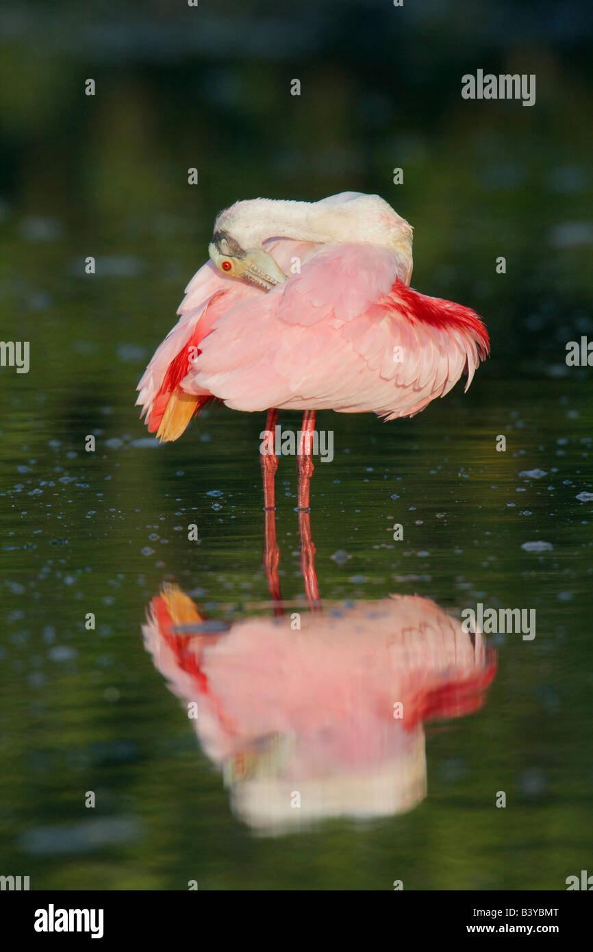 Stati Uniti d'America, Florida, Tampa Bay. Roseate spoonbill preens in verde scuro acqua. Foto Stock