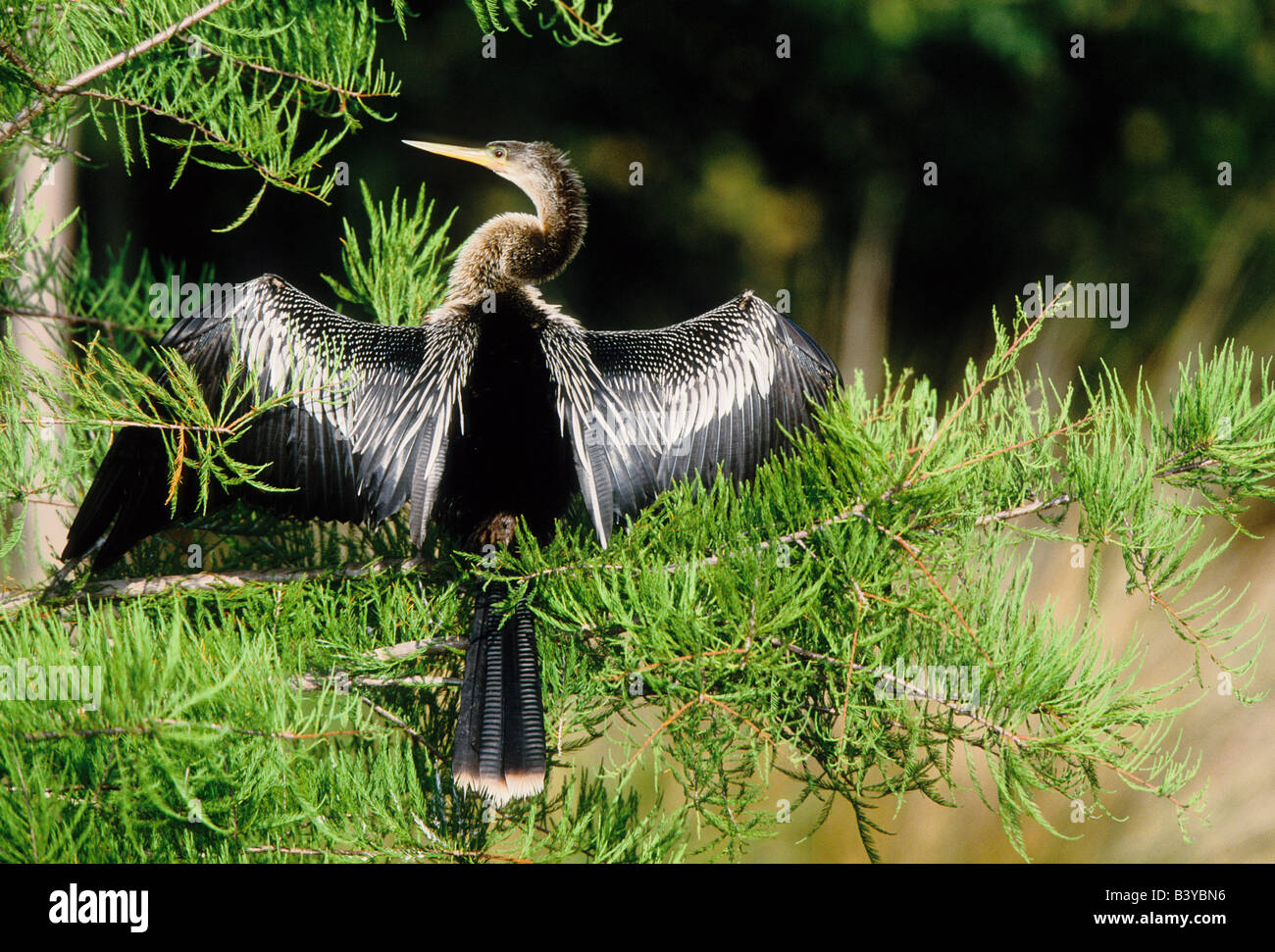 Stati Uniti d'America, in Florida. Anhinga in spead-ala il comportamento di postura. Foto Stock