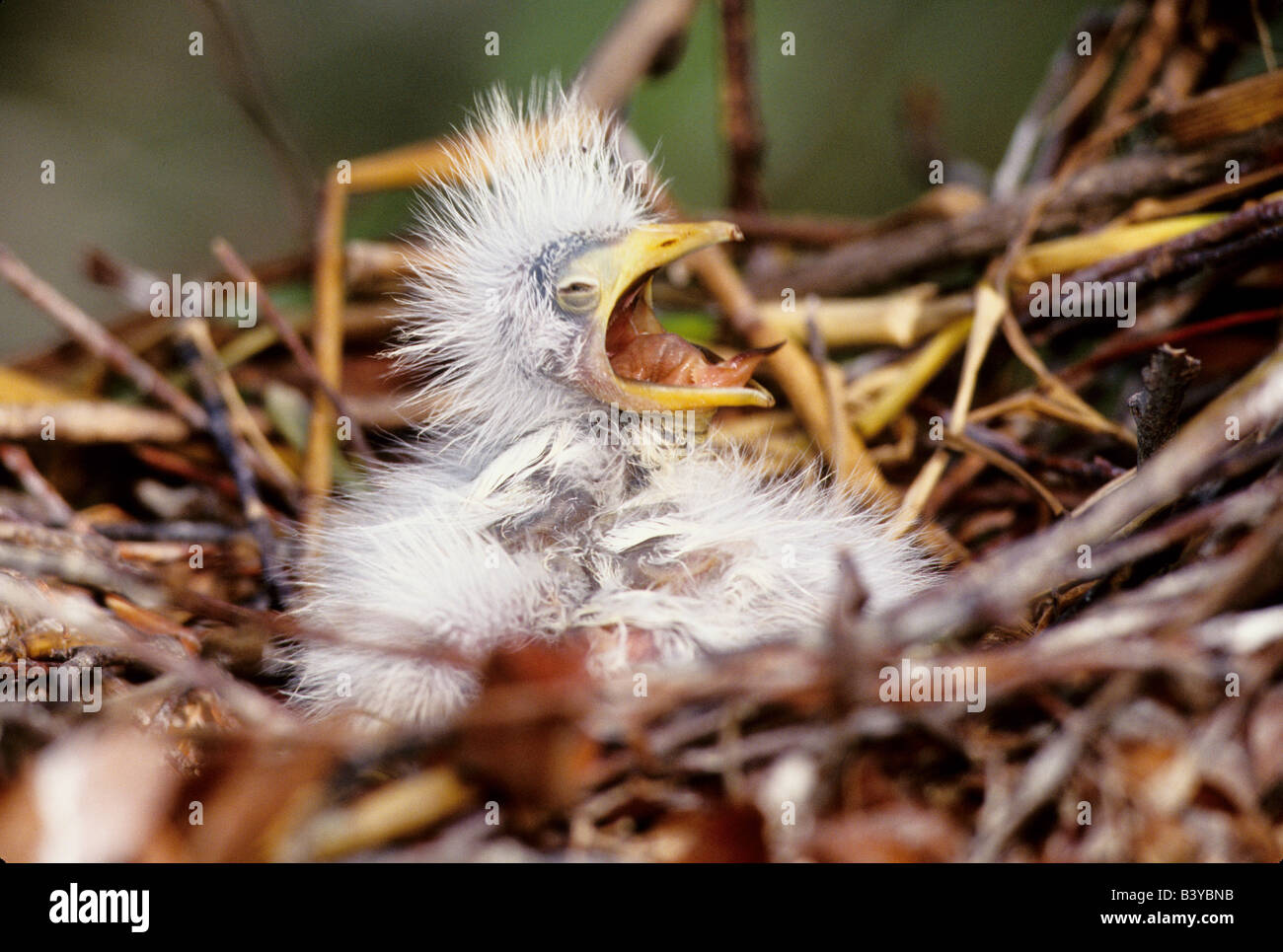 Stati Uniti d'America, in Florida. Baby airone guardabuoi nel nido di piangere per i prodotti alimentari. Foto Stock