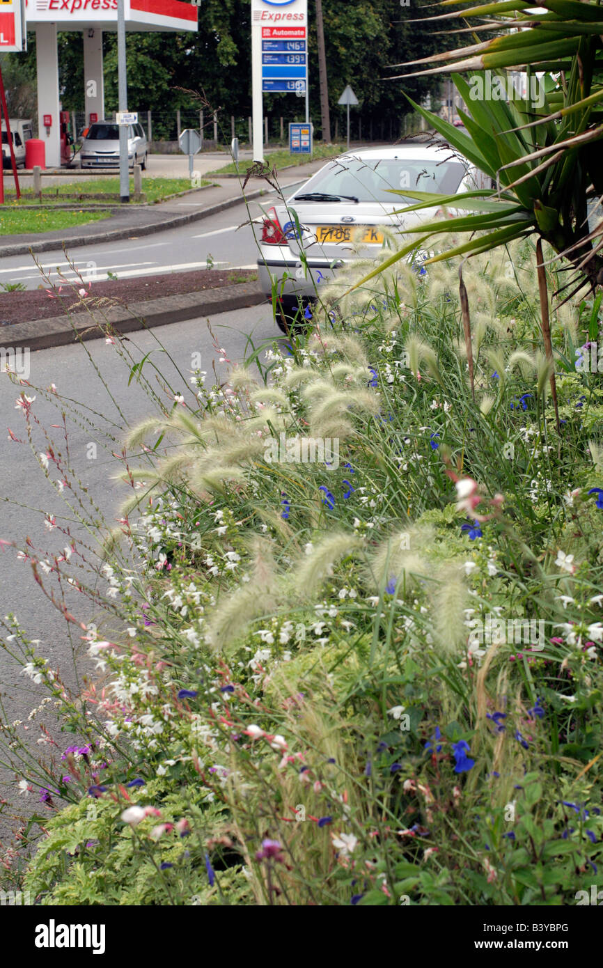 Omaggio comunale impianti presso il St James manche 50 utilizzando GAURA LINDHEIMERI SALVIA PATENS PENNISETUM VILLOSUM NICOTIANA x sanderae Piante Foto Stock