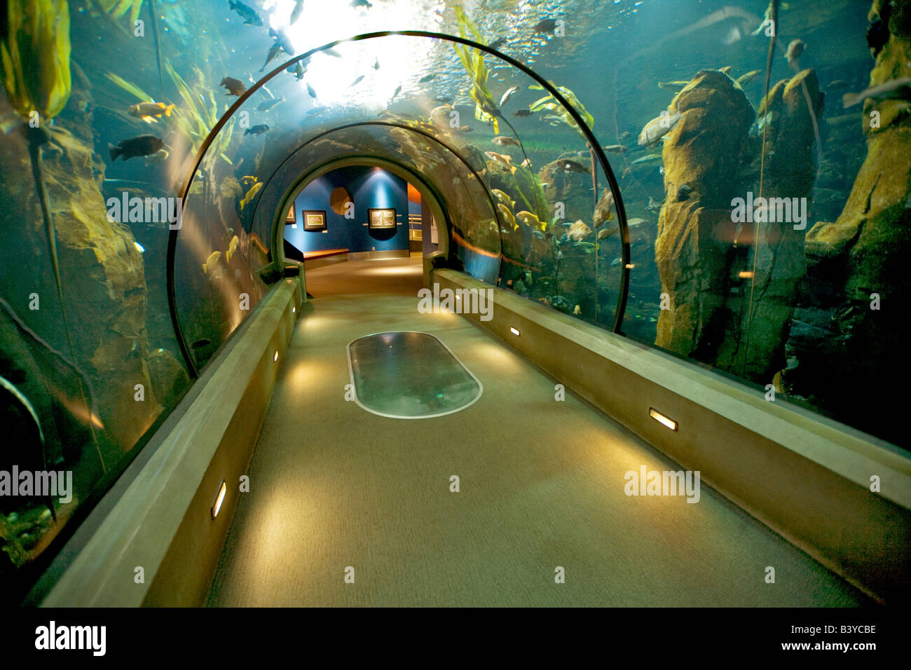 Sea Life Aquarium Oregon Coast Aquarium Newport Oregon Foto Stock