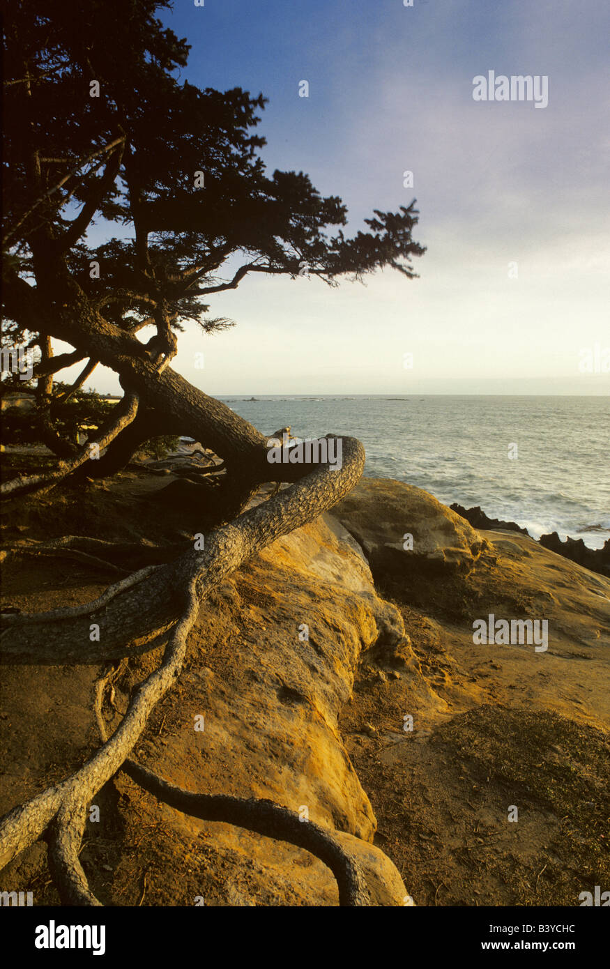 Radici di albero di abete Shore acri del parco statale Oregon Foto Stock