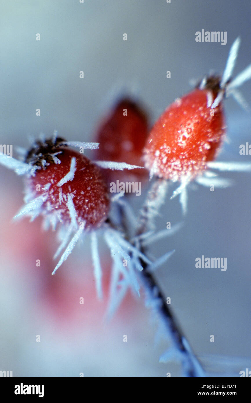 Wild Rose hips con brina vicino a Elmira Oregon Foto Stock