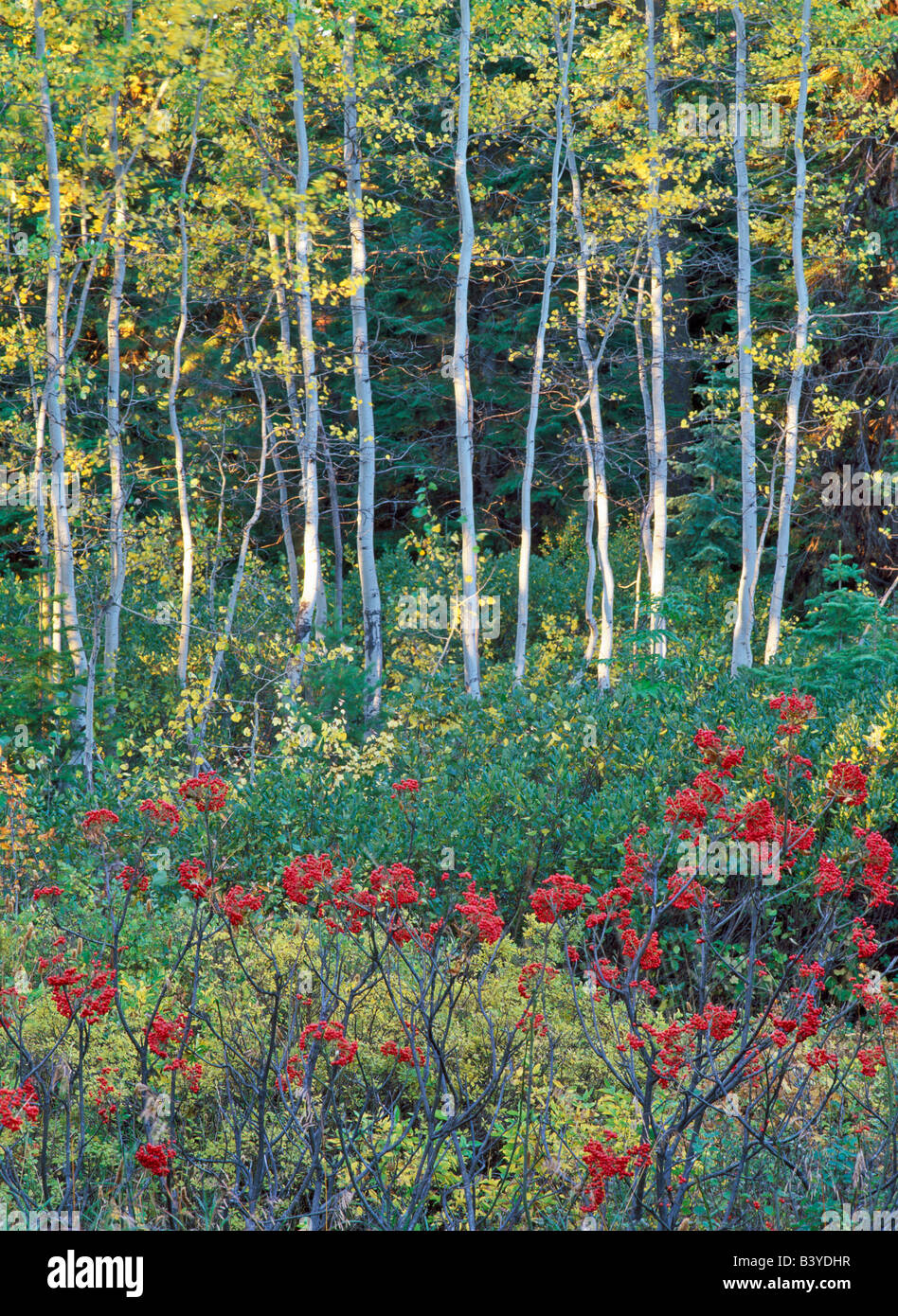 Sommacco bacche e caduta aspens colorati Hell s Canyon National Recreation Area Oregon Foto Stock