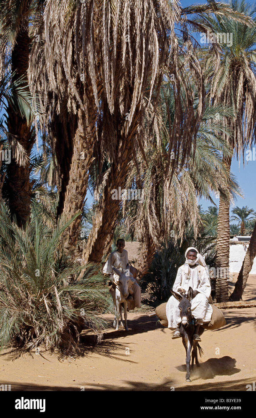 Sudan, il Deserto del Sahara, gioventù su asini passano sotto palme da dattero di Old Dongola. Foto Stock