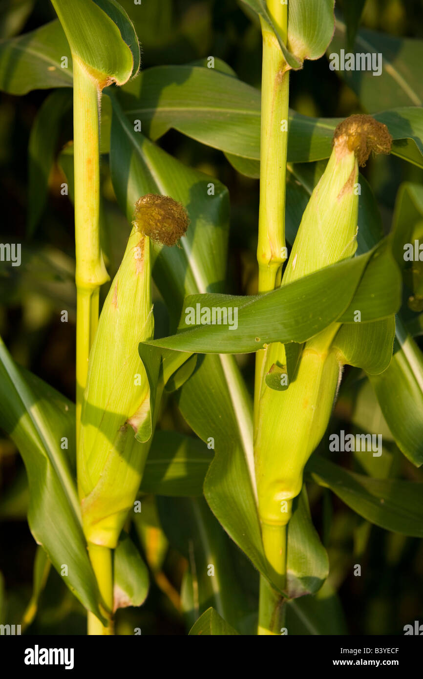 Un campo di grano in una fattoria Pepperell, Massachusetts. Foto Stock