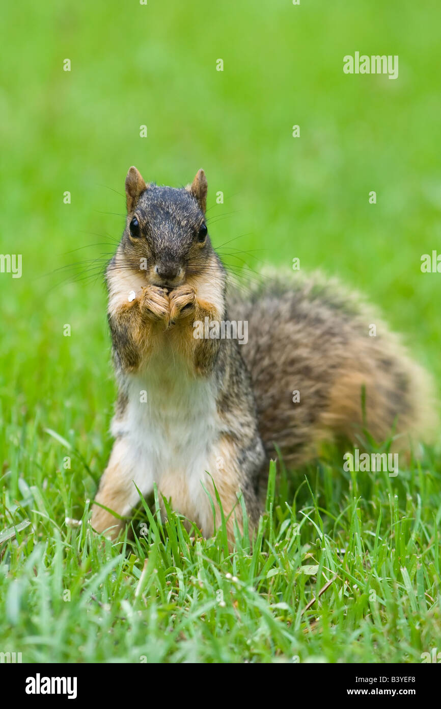 Fox Squirrel sul prato Foto Stock