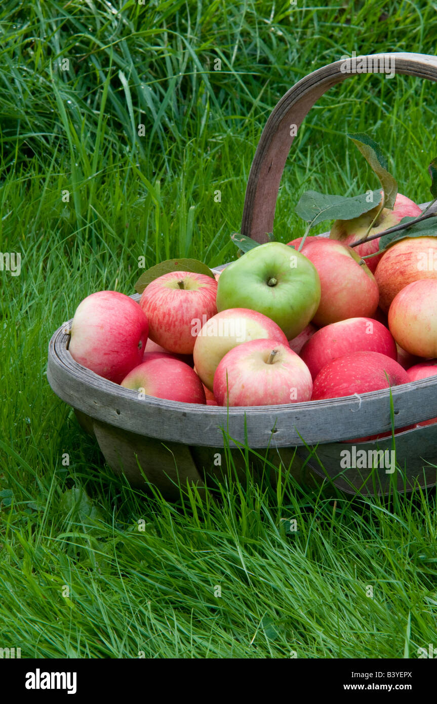 Paese Inglese Apple Harvest Foto Stock