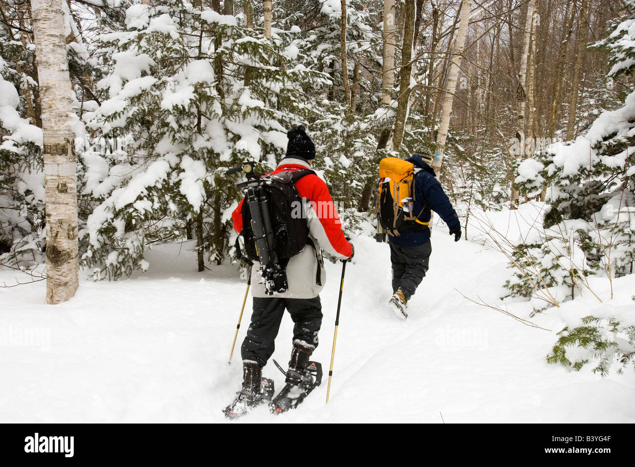 Snowshoers nella neve fresca sul Monte Willard in le White Mountains del New Hampshire. Crawford tacca parco dello stato. Foto Stock