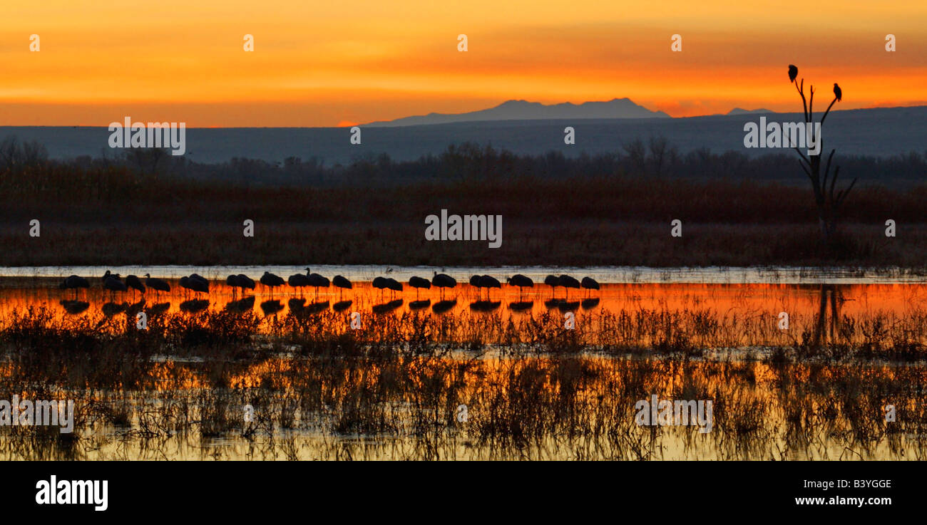 Stati Uniti d'America, Nuovo Messico, Bosque del Apache National Wildlife Refuge. Gru Sandhill riposare in acqua e aquile calve appollaiarsi su albero. Foto Stock