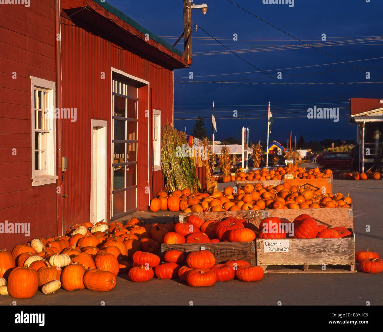 Stati Uniti d'America, Oregon, Multnomah County. Luce della Sera su vassoi di zucche in vendita presso l'azienda. Foto Stock