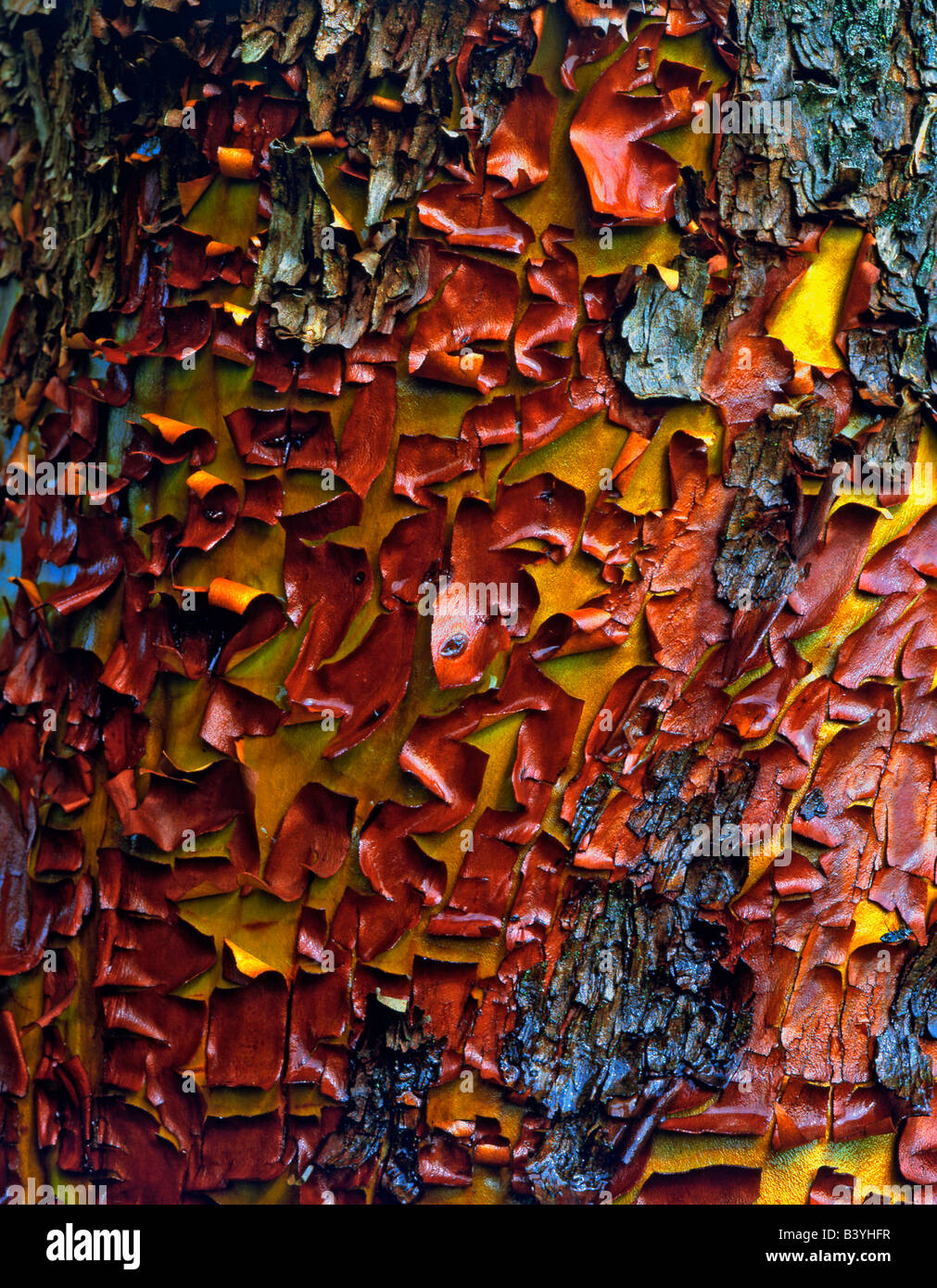 Stati Uniti d'America, Oregon, Siskiyou National Forest. Corteccia di un Pacific madrone tree. Foto Stock