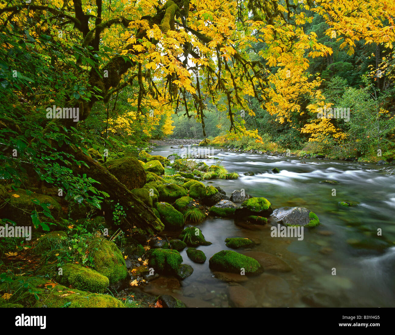 Stati Uniti d'America, Oregon, Willamette Valley. Bigleaf alberi di acero lungo il fiume McKenzie. Foto Stock