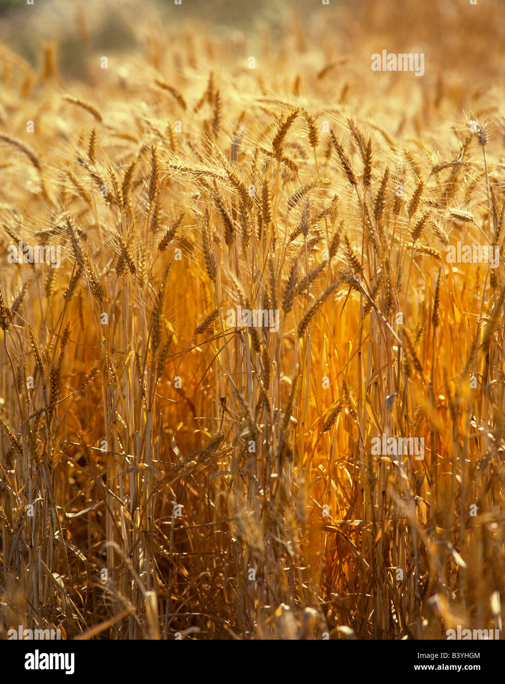 Stati Uniti d'America, Oregon, Willamette Valley. Gli steli di grano pronto per la mietitura. Foto Stock