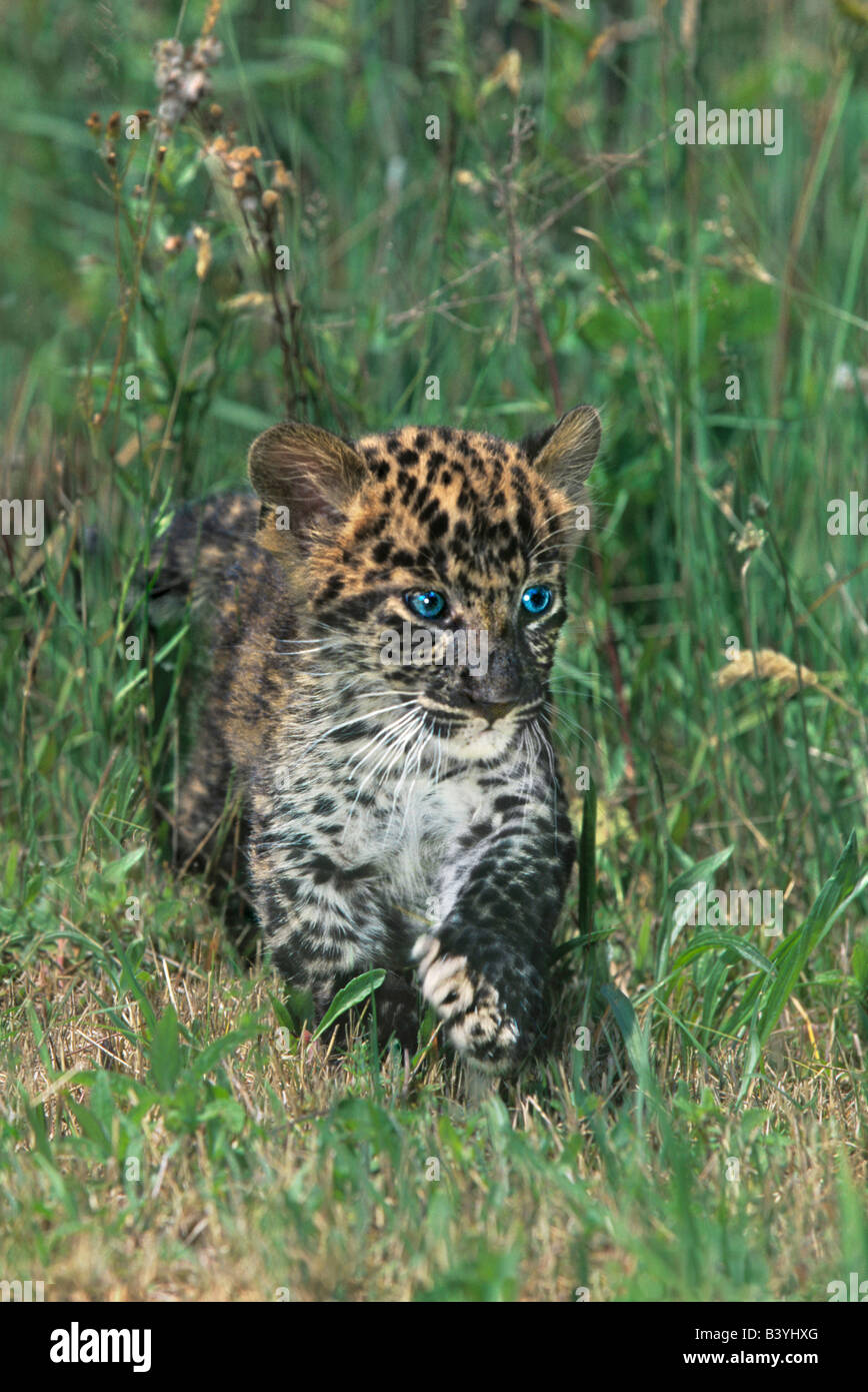 Stati Uniti d'America, Pennsylvania. African leopard cub camminando in erba alta. (Salvataggio) Foto Stock