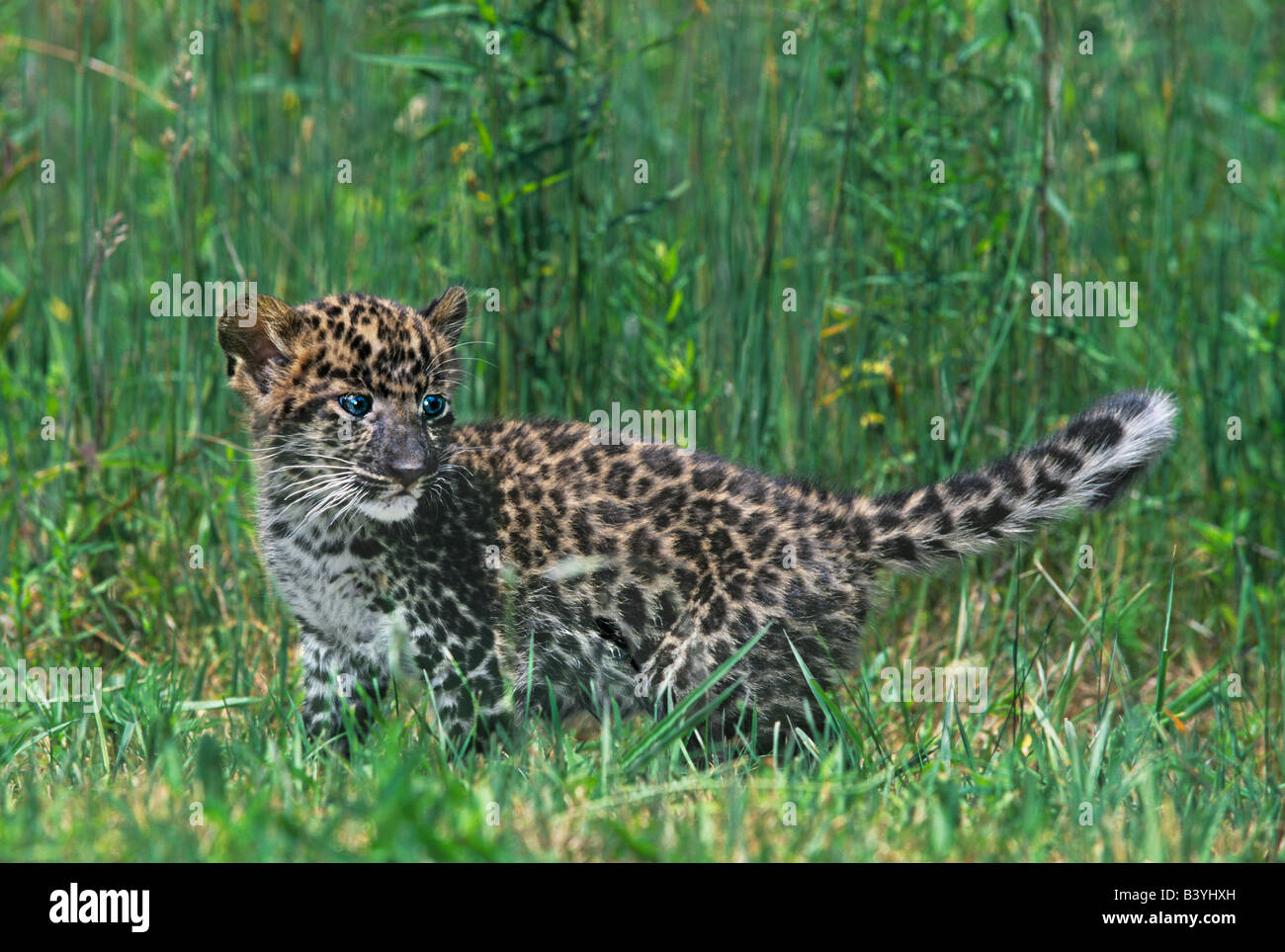 Stati Uniti d'America, Pennsylvania. African leopard cub camminando in erba alta. (Salvataggio) Foto Stock