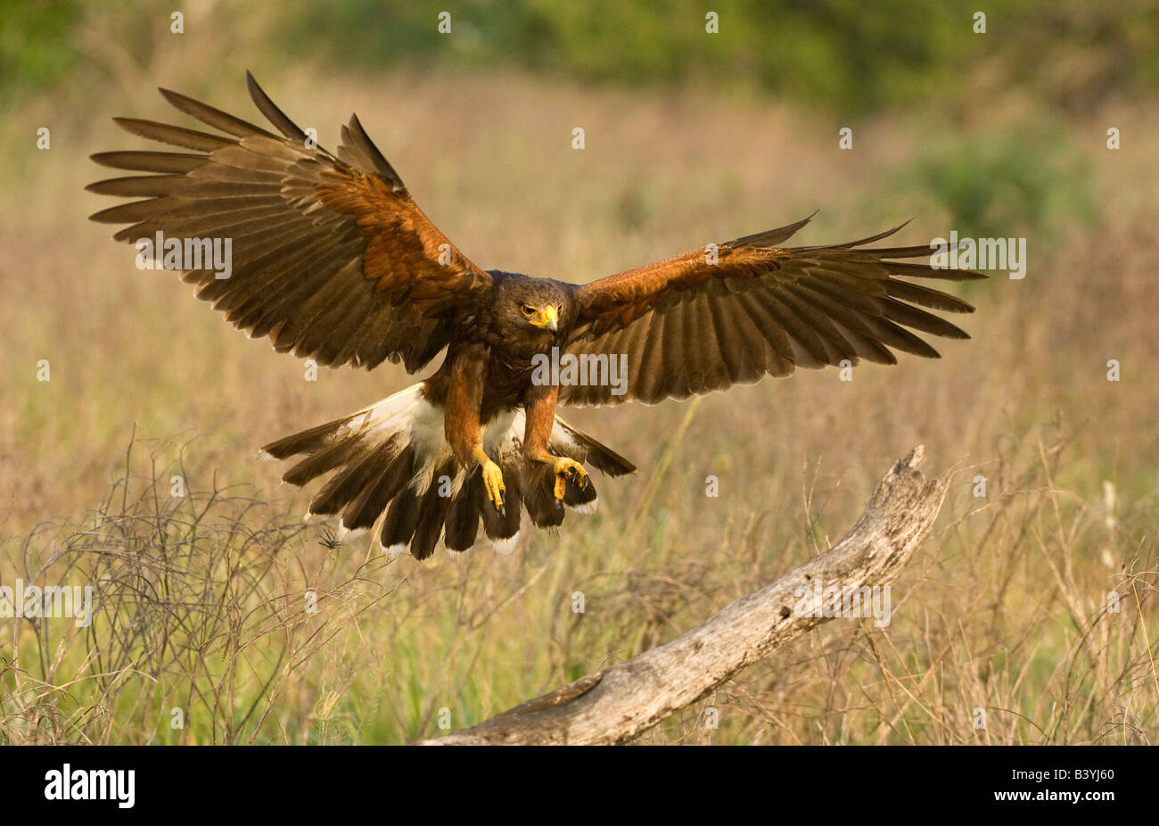 Stati Uniti d'America, Texas, Rio Grande Valley, Edinburg. Harris hawk in volo si prepara a sbarcare su arto morto. Foto Stock