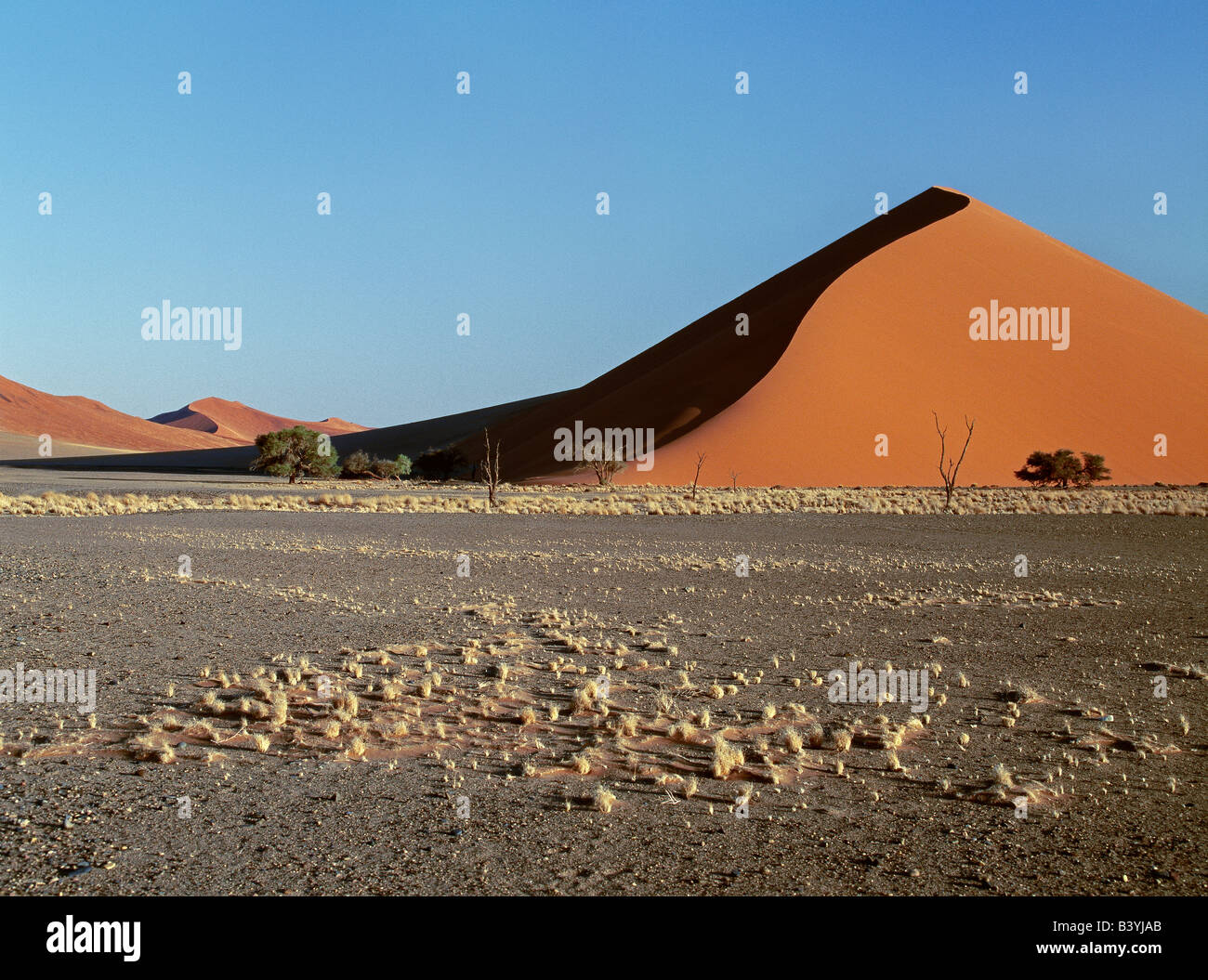 La Namibia, Namib Desert, Sesriem. In mattina presto e nel tardo pomeriggio, le dune a Sesriem nel Parco Namib-Naukluft, sono uno spettacolo mozzafiato. Modellato da, e il cambio con il vento, queste dune variano dal rosso mattone di albicocca e cambiare per sempre il colore con l'angolo del sun. Il più grande di lievitare enormemente 1.000 piedi sopra la circostante pianura e sono dette per essere il più grande dune del mondo; essi sono certamente le più pittoresche. Foto Stock